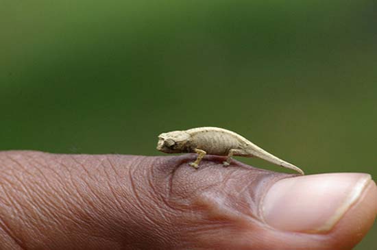Αξιολάτρευτα μικροσκοπικά ζώα (7)