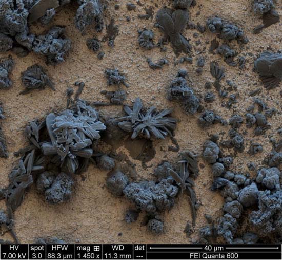 Εκπληκτικές εικόνες από μικροσκόπιο (10)
