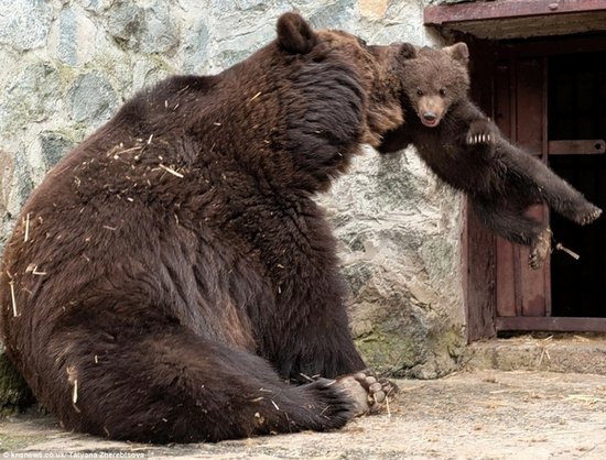 Μαμά αρκούδα μαλώνει το παιδί της (1)