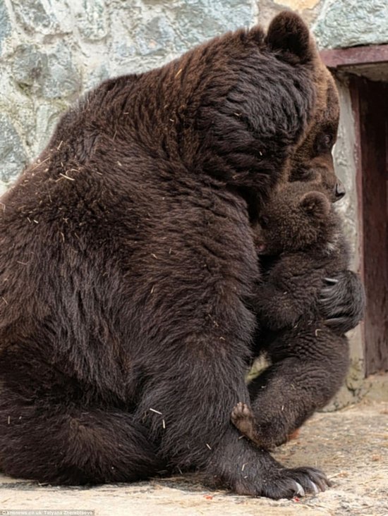 Μαμά αρκούδα μαλώνει το παιδί της (2)