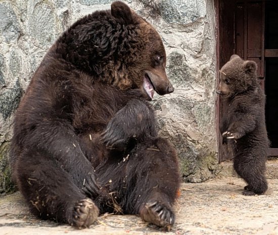 Μαμά αρκούδα μαλώνει το παιδί της (3)