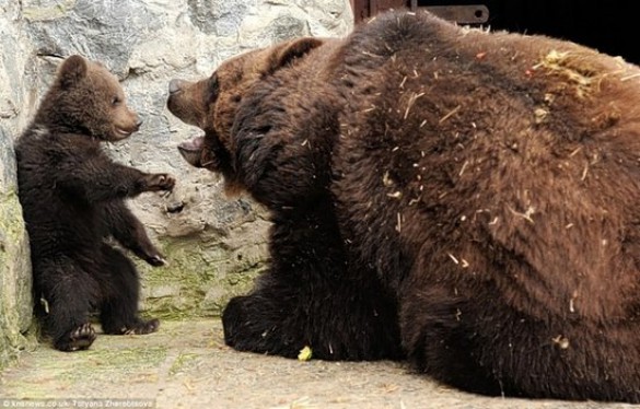 Μαμά αρκούδα μαλώνει το παιδί της (4)