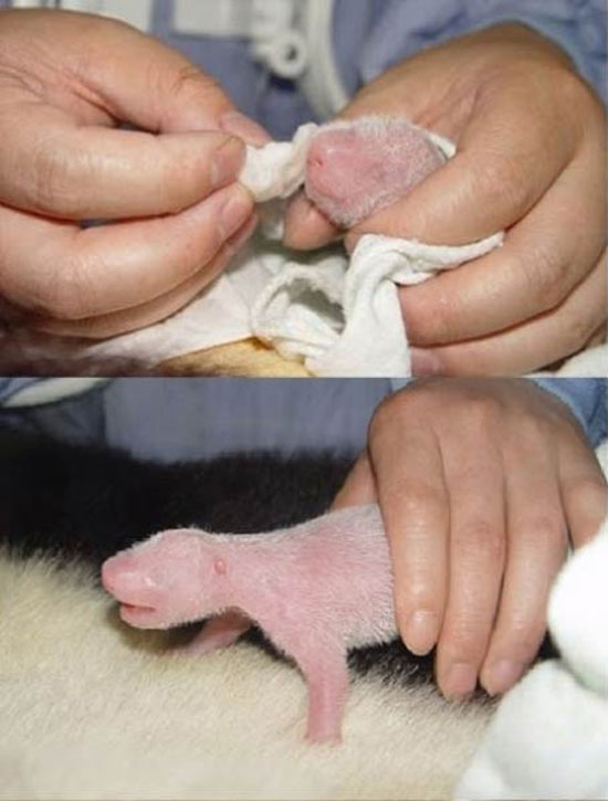 Έχετε δει νεογέννητο Panda; (2)