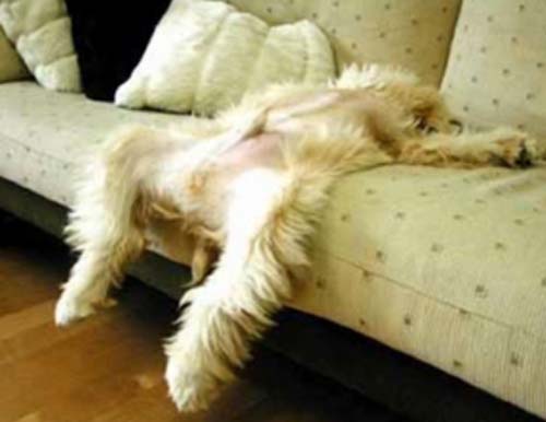 Παράξενες στάσεις ύπνου για σκύλους (7)