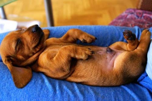 Παράξενες στάσεις ύπνου για σκύλους (11)