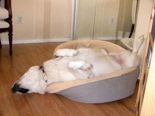 Παράξενες στάσεις ύπνου για σκύλους (35)