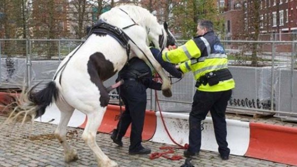 Άλογο... καβάλησε αστυνομικό! (1)