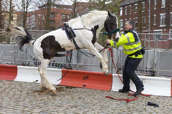 Άλογο... καβάλησε αστυνομικό! (2)