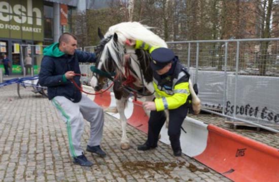 Άλογο... καβάλησε αστυνομικό! (3)