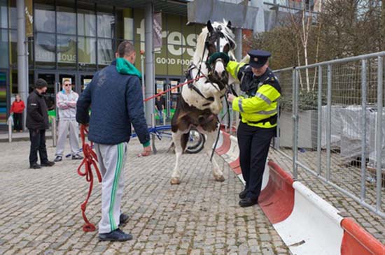 Άλογο... καβάλησε αστυνομικό! (4)