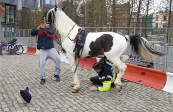 Άλογο... καβάλησε αστυνομικό! (5)