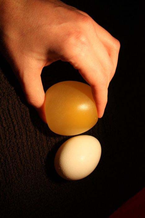 Ενδιαφέρον πείραμα: Αβγό μέσα σε ξύδι (9)