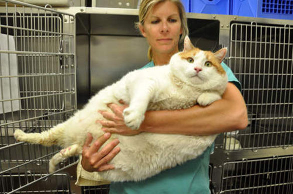 Παχύσαρκη γάτα