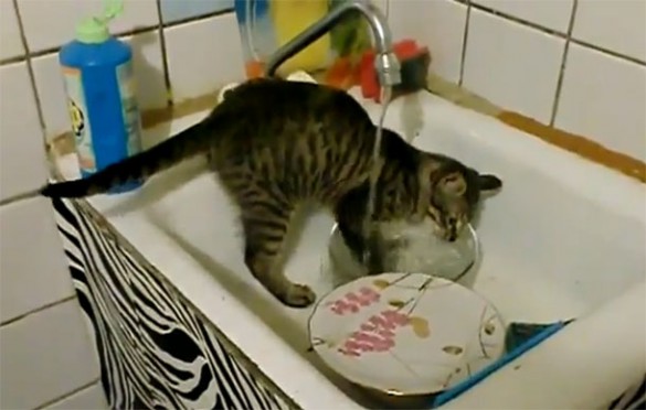 Μια γάτα που πλένει τα πιάτα