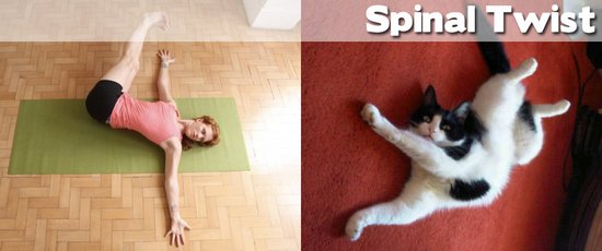 Όταν τα ζώα κάνουν μαθήματα Yoga (2)