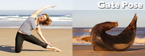 Όταν τα ζώα κάνουν μαθήματα Yoga (5)