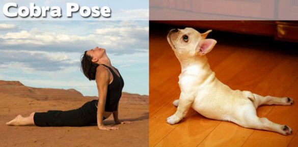Όταν τα ζώα κάνουν μαθήματα Yoga (12)