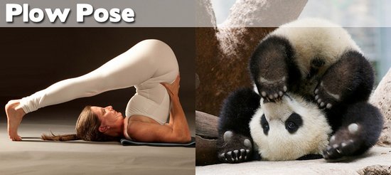 Όταν τα ζώα κάνουν μαθήματα Yoga (14)