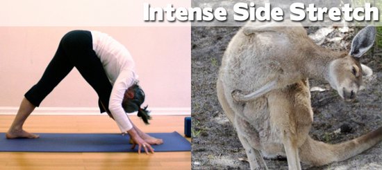 Όταν τα ζώα κάνουν μαθήματα Yoga (23)