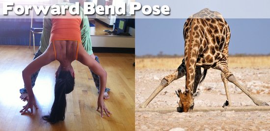 Όταν τα ζώα κάνουν μαθήματα Yoga (25)