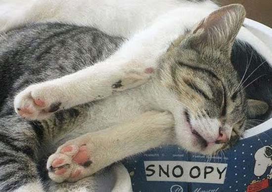 Οι πιο παράξενες στάσεις ύπνου για γάτες (2)