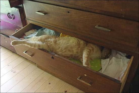 Οι πιο παράξενες στάσεις ύπνου για γάτες (10)