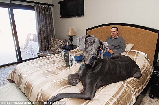 Ο ψηλότερος σκύλος στον κόσμο (10)