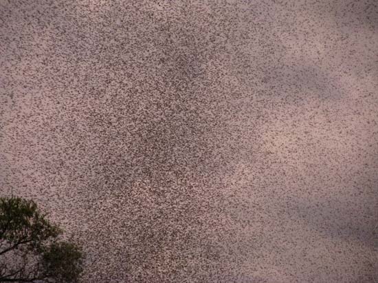 Επιδρομή από εκατομμύρια κουνούπια σε χωριό της Ρωσίας (5)