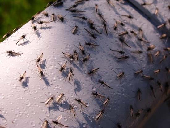 Επιδρομή από εκατομμύρια κουνούπια σε χωριό της Ρωσίας (11)