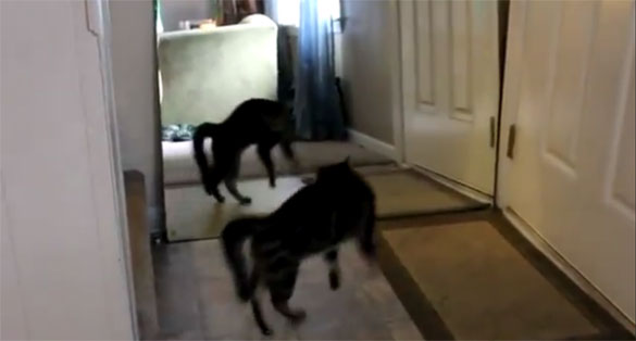 Γάτα εναντίον καθρέφτη