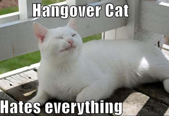 Όταν οι γάτες έχουν Hangover (10)