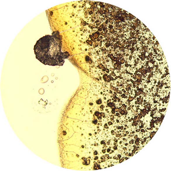 Δημοφιλή ροφήματα κάτω από το μικροσκόπιο (1)