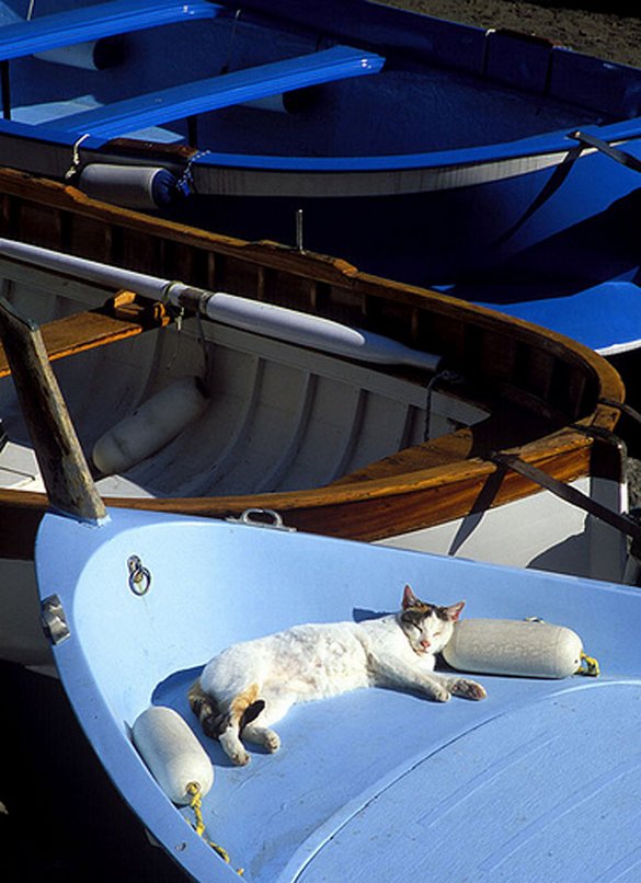 Γάτες που απολαμβάνουν πιο πολύ το καλοκαίρι απ' ότι εμείς (4)