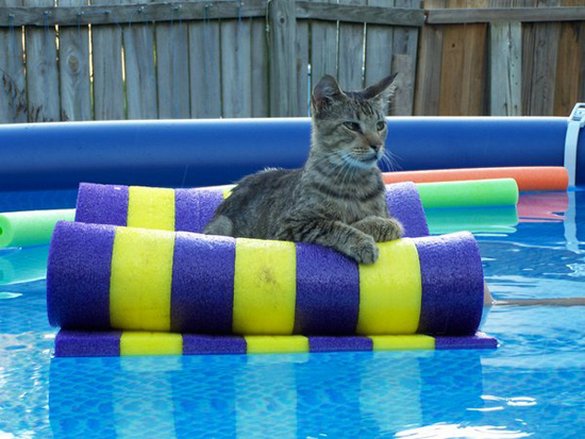 Γάτες που απολαμβάνουν πιο πολύ το καλοκαίρι απ' ότι εμείς (12)