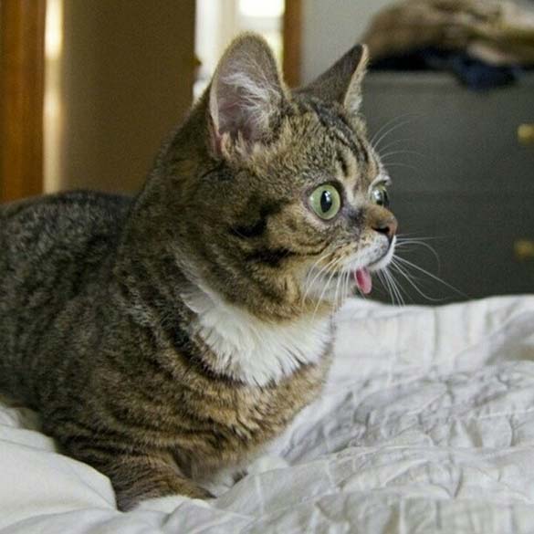 Το γατάκι νάνος που τρελαίνει το Internet (16)