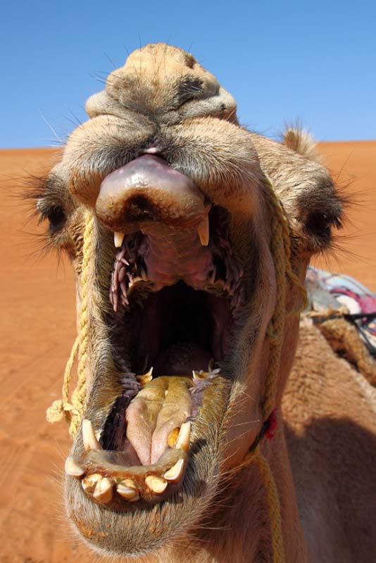 Μέσα στο στόμα μιας καμήλας (2)