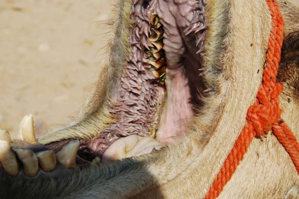 Μέσα στο στόμα μιας καμήλας (7)