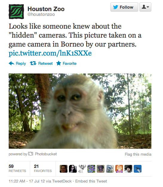 Μαϊμού ανακάλυψε κρυφή κάμερα | Φωτογραφία της ημέρας