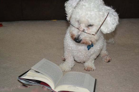 Σκύλοι που λατρεύουν το διάβασμα (14)