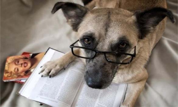 Σκύλοι που λατρεύουν το διάβασμα (19)