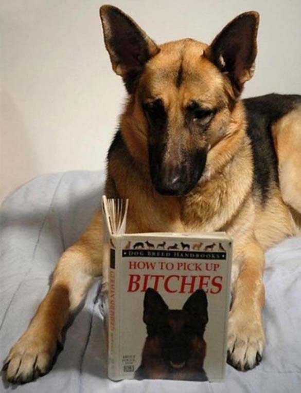 Σκύλοι που λατρεύουν το διάβασμα (24)