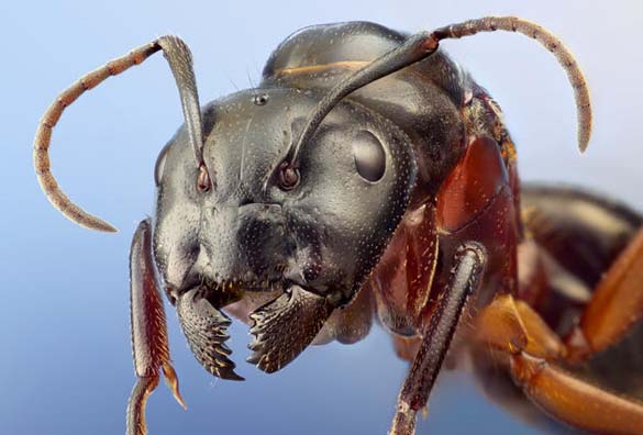 Εκπληκτικές macro φωτογραφίες εντόμων (15)
