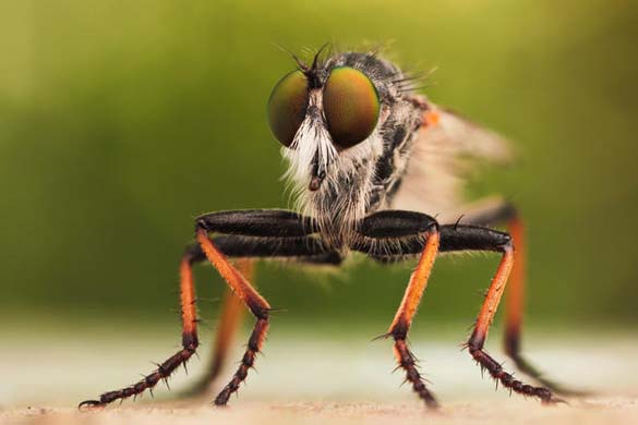 Εκπληκτικές macro φωτογραφίες εντόμων (16)