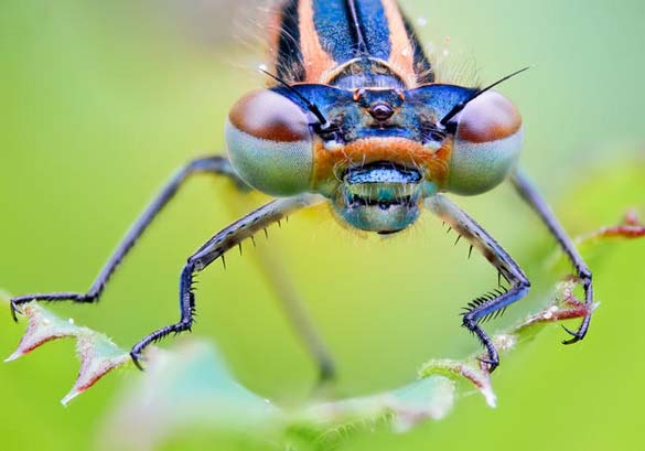 Εκπληκτικές macro φωτογραφίες εντόμων (17)