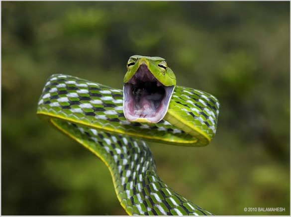 Χαμογελαστό φίδι (4)