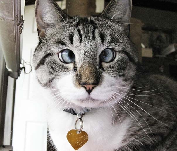 Spangles: Ο αλλήθωρος γάτος που έγινε σταρ του Internet (1)