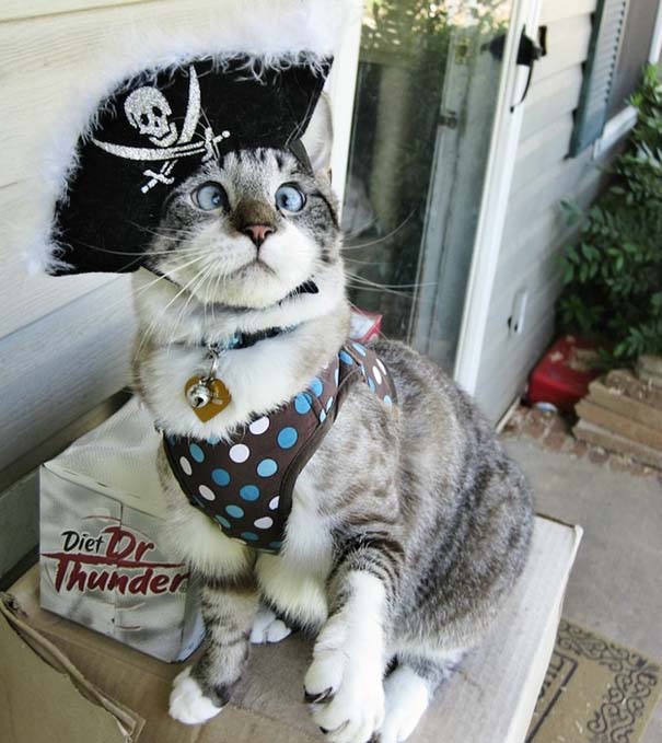 Spangles: Ο αλλήθωρος γάτος που έγινε σταρ του Internet (2)