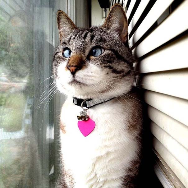 Spangles: Ο αλλήθωρος γάτος που έγινε σταρ του Internet (4)
