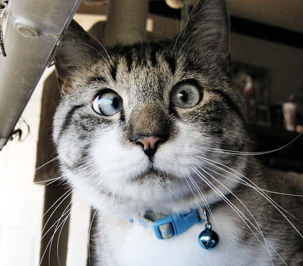 Spangles: Ο αλλήθωρος γάτος που έγινε σταρ του Internet (6)