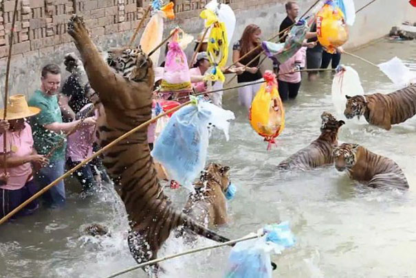 Τουρίστες πειράζουν τίγρεις μέσα στο νερό
